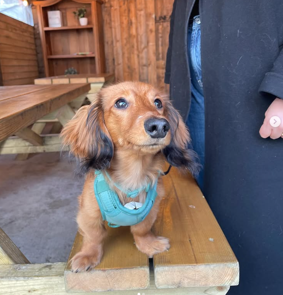 A dachshund in a teal harness sitting on a bench in the Lineage courtyard